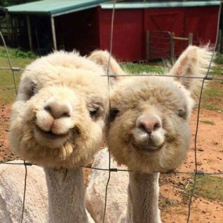 alpacas